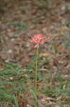 Magic lily <BR>Red spider lily